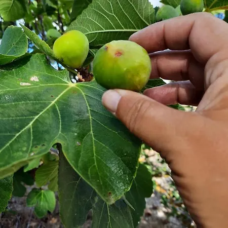 Quintinha Lombas S Lägenhet *