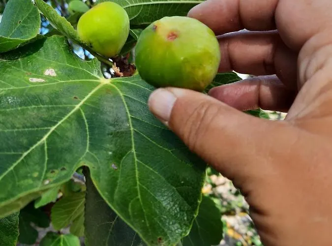 Quintinha Lombas S Appartamento *